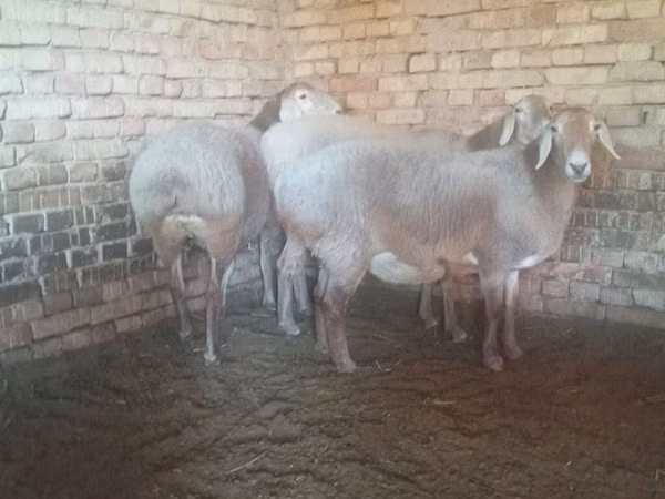 Schaf, Arashan sheep — Kirgisistan