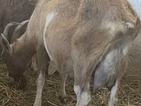 Ziegen (Partie, Geschlecht nicht angegeben), Alpine goat — Foto 4