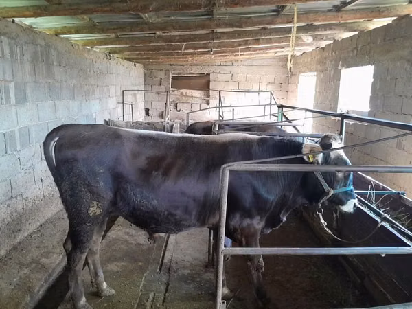 公牛, Swiss cattle — 吉尔吉斯斯坦