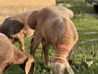 Carnero, Rhon sheep — foto 3