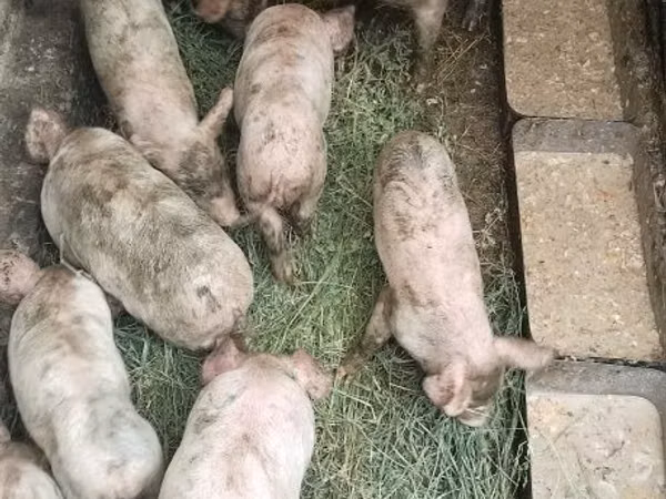 Eber, Schweine — Usbekistan