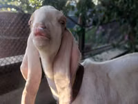 Ziegenbock, Kamori goats — Foto 3