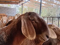 Qoʻy, Arashan sheep — 1-rasm