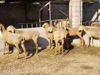 Schaf, Arashan sheep — Foto 2