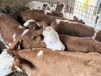 Бұқа, Simmental cattle — 1-сурет