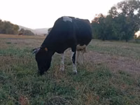 Vaca, Raza Holstein — foto 4
