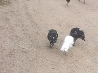 Guinea fowl — Foto 2