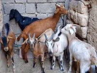Ziege, Alpine goat — Foto 4