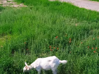 Goat, Saanen goat — photo 1