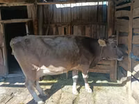 Kuh, Simmental cattle — Foto 1