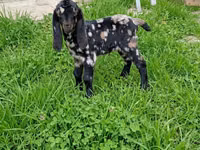 تيس, Kamori goats — الصورة 1