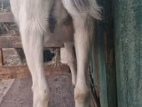母山羊, Nubian Goat — 照片 4