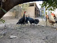 Turkeys — Foto 1