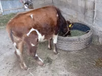 Bulle, Swiss cattle — Foto 3