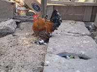 Bantam — Foto 2