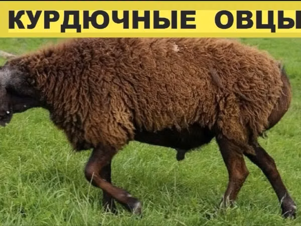 Widder, Schafe — Kasachstan