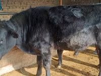 公牛, Aberdeen-Angus — 照片 4