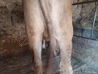 Toro, Ganado vacuno — foto 6