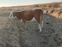 Cow, Simmental cattle — photo 1