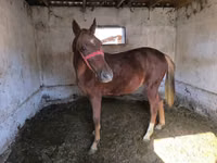 Hengst, Thoroughbred horse — Foto 4