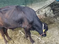 Toro, Ganado vacuno — foto 5