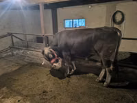 Toro, Ganado vacuno — foto 1