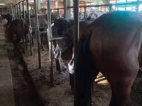 Caballos (lote, sexo no especificado), Caballos — foto 5