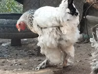 Brahma — Foto 3