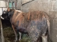 公牛, Simmental cattle — 照片 3