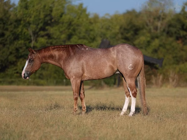 Aygʻir, Quarter Horse