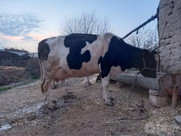 Vaca, Raza Holstein — Uzbekistán