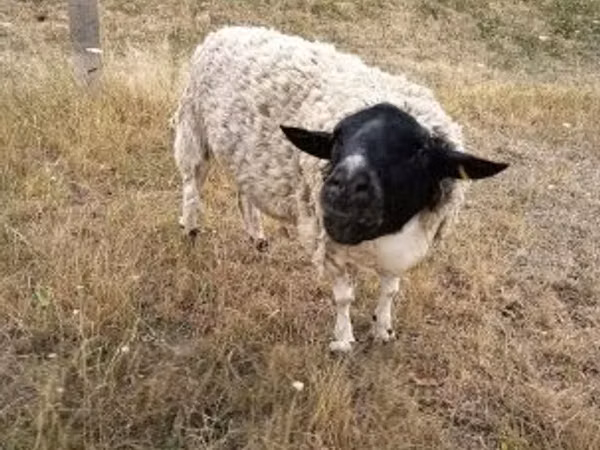 Widder, Dorper sheep