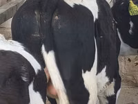 Bulle, Russian Black pied cattle — Foto 2