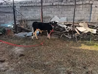 Bulle, Russian Black pied cattle — Foto 4
