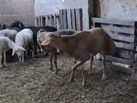 मेढ़ा, Arashan sheep — फ़ोटो 7