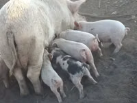 Schweine (Partie, Geschlecht nicht angegeben), Schweine — Foto 7