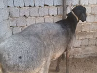 كبش, الأغنام — الصورة 2