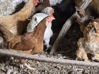 Chickens — Foto 1