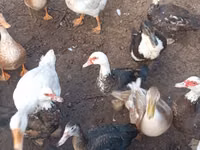 Geese — Foto 2