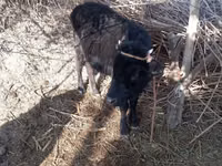 Cow, Cattle — photo 2