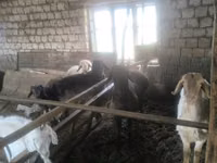 Ram, Sheep — photo 1