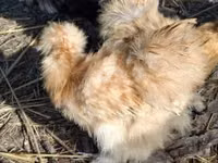 Seidenhuhn — Foto 4