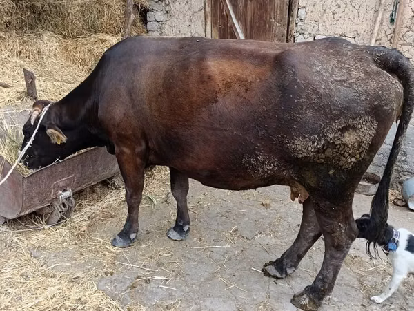 母牛, Cattle — 吉尔吉斯斯坦