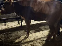 Cow, Holstein breed — photo 8