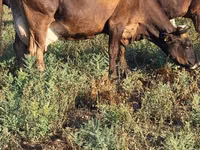 Kuh, Holstein-Rasse — Foto 7