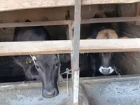 母牛, Cattle — 照片 2