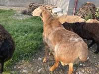 Carnero, Arashan sheep — foto 2