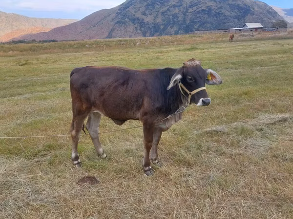 母牛, Cattle — 吉尔吉斯斯坦