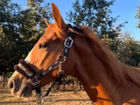 Hengst, Quarter Horse — Foto 1