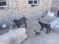 Ziege, Saanen goat — Foto 2